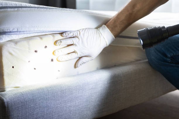Best Best Pest Control Near Me  in Rainelle, WV