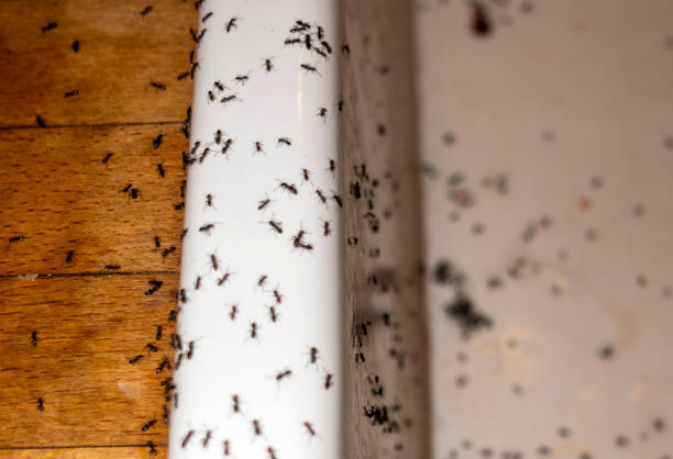 Best Cockroach Control Services  in Rainelle, WV